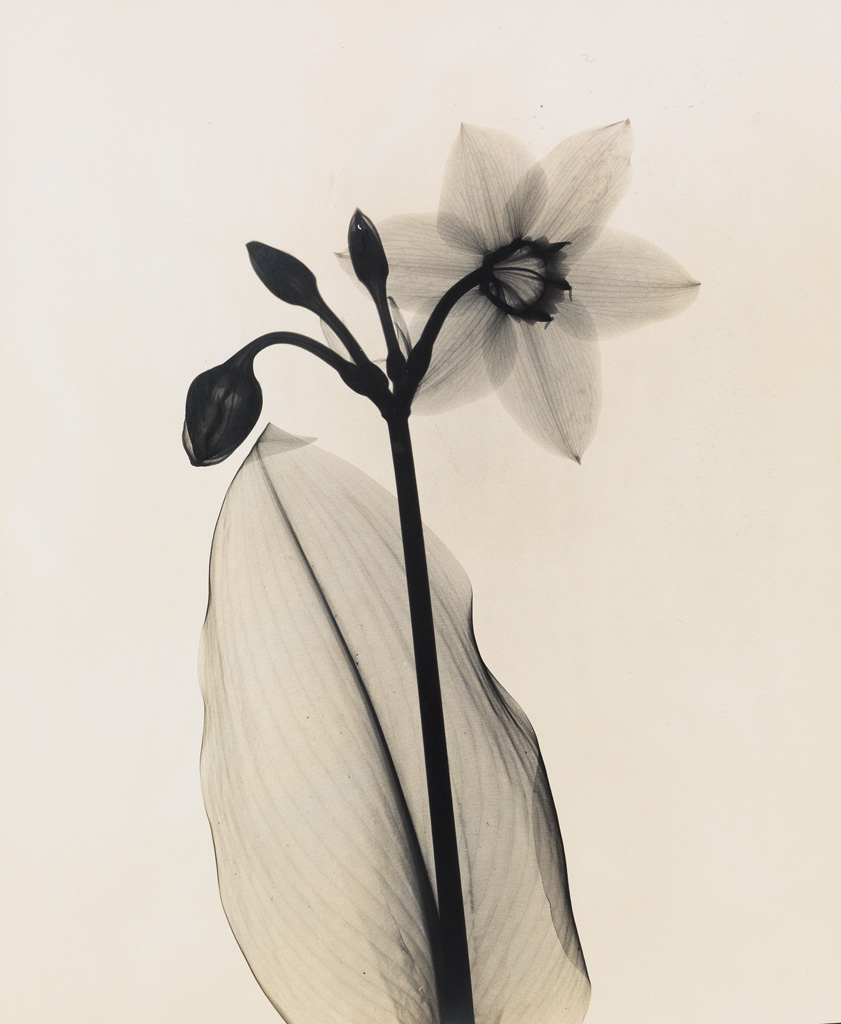 DR. DAIN TASKER (1872-1964) Amazon-Lily.